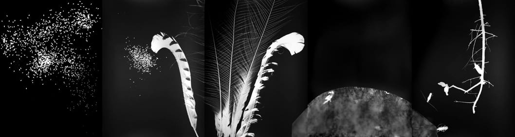 Susan Purdy, The Lost Forest, 2008, Gelatin Silver Photograms, 13 Panels 152.5 x 40cm, 1 Panel 61 x 40cm and 1 panel 90 x 40cm. Latrobe Regional Gallery Collection